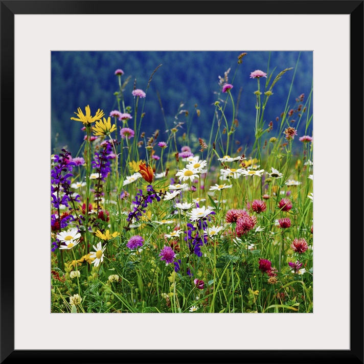 Italy, Veneto, Alps, Dolomites, Belluno district, Alpine meadow and daisy