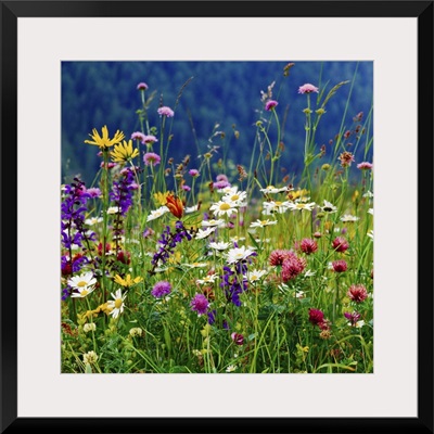 Italy, Veneto, Alps, Dolomites, Belluno district, Alpine meadow and daisy