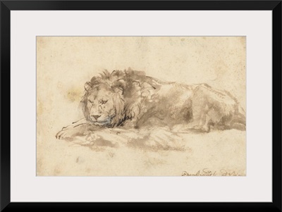 Reclining Lion, by Rembrandt van Rijn, c. 1650-59