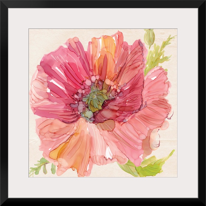 Square watercolor painting of a pink poppy with some orange tones and bright green leaves.