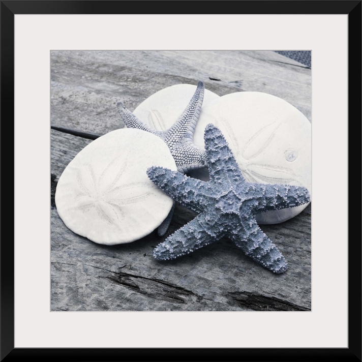 Cool toned photograph with blue highlights of sand dollars and starfish close-up on a piece of driftwood.