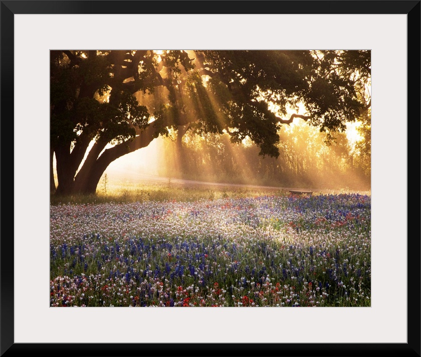 Morning Meadow Sunrise