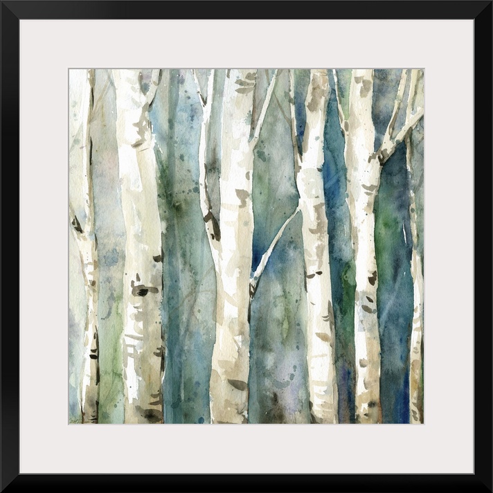 Square watercolor painting of Birch trees with a blue and green toned background.