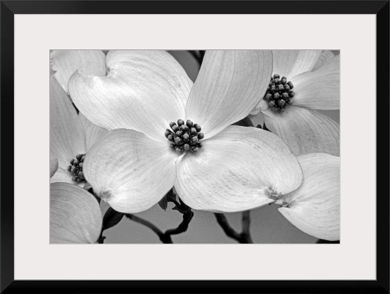 Close up, horizontal photograph of dogwood blossoms.