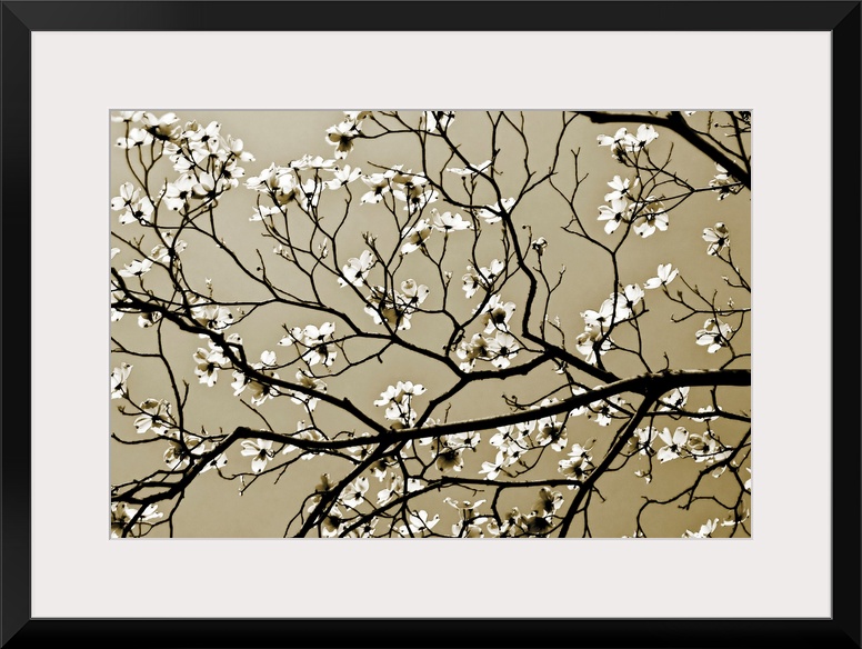 A close up of branches silhouetted against the sky with offshoots of new spring blossoms.