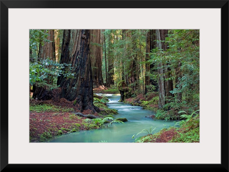 A small stream cuts through a thick forest and is lined by immense redwood trees.