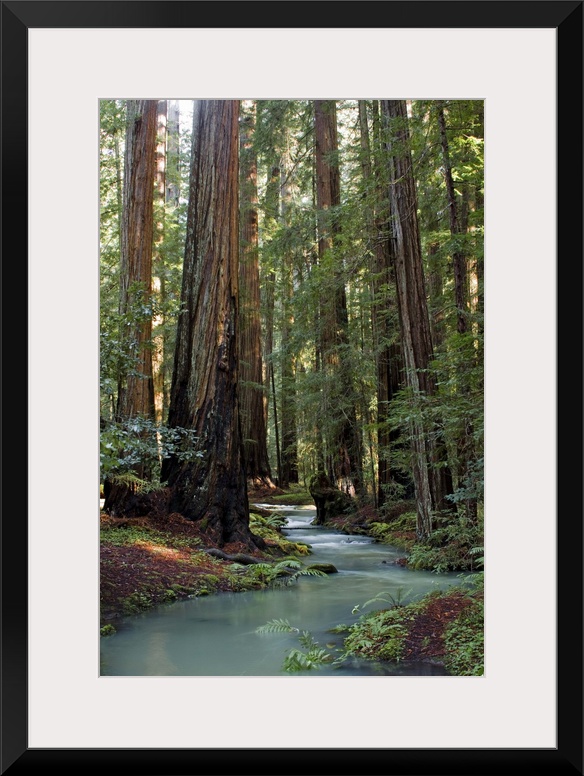 Redwood Forest III