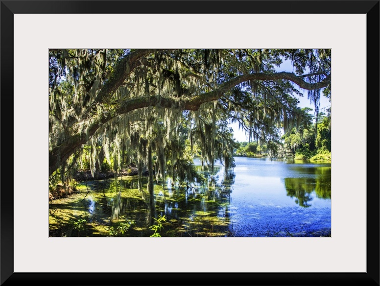 Shady oak trees reaching over a blue lake.