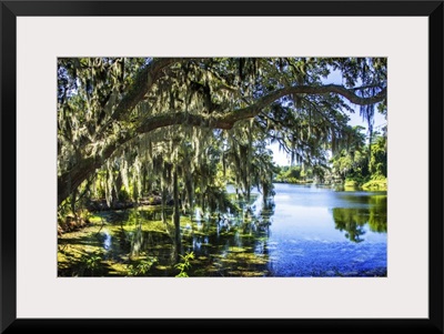 Spanish Moss I