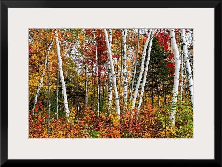 Fine art photography of multi colored birch trees in the Fall.