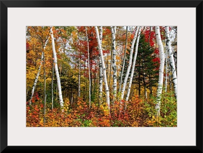 Vermont Birches