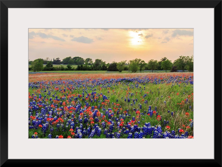 An open field at Old Settler's Park in Central Texas filled with Bluebonnets and Indian Paintbrushes. Shot during sunset w...