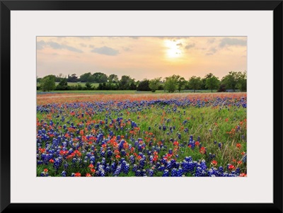 A Field Of Texas Wildflowers