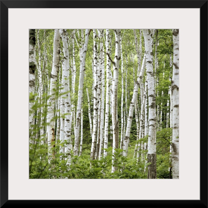 Square wall photo art of trees in a Japanese forest.