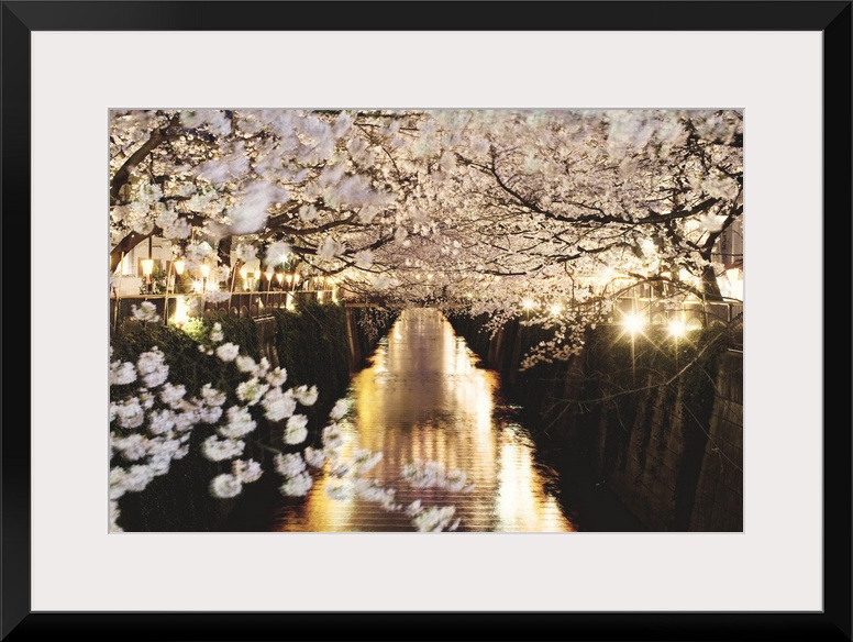 Beautiful pic of night sakura flowers.