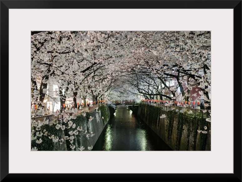 Rows of cherry blossoms in full bloom line the meguro river in Tokyo, Japan on a bright evening in spring of 2013.