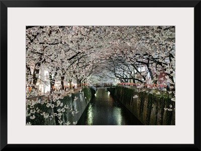 Cherry blossoms over Meguro River, Tokyo, Japan