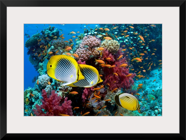 A photograph taken under water with different types of fish swimming in front of multi colored coral.