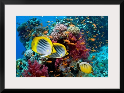 Coral reef scenery with fish