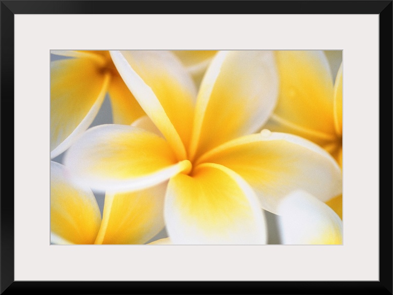 Big photograph focuses on a close-up of a brightly colored group of flowers.