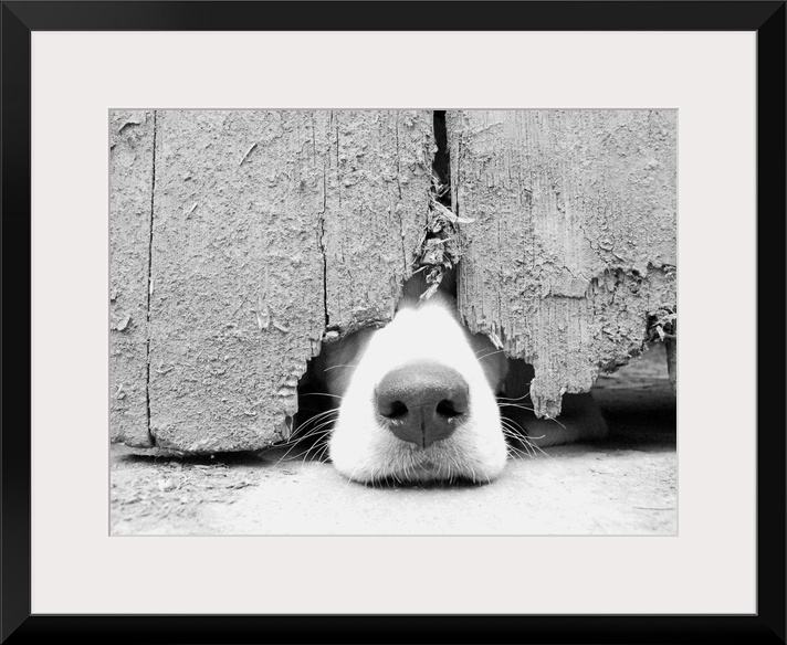 Hunting (blood hound) puppy  wants to get out and pokes nose out from under the barn door.