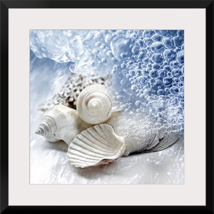 Up-close photograph of conch shells on shoreline surrounded by water.