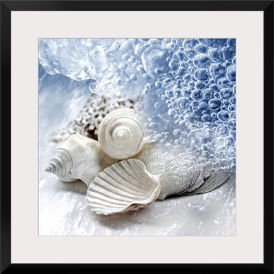 Seashells washed ashore