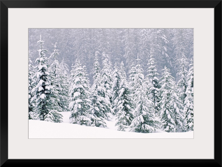 Large, horizontal photograph of many pine trees within a snow covered landscape, their branches being weighed down with snow.