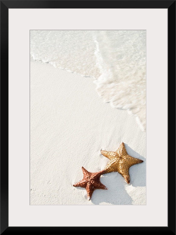 Big photograph shows a couple marine echinoderms with five radiating arms sitting next to each other on a sandy coastline ...