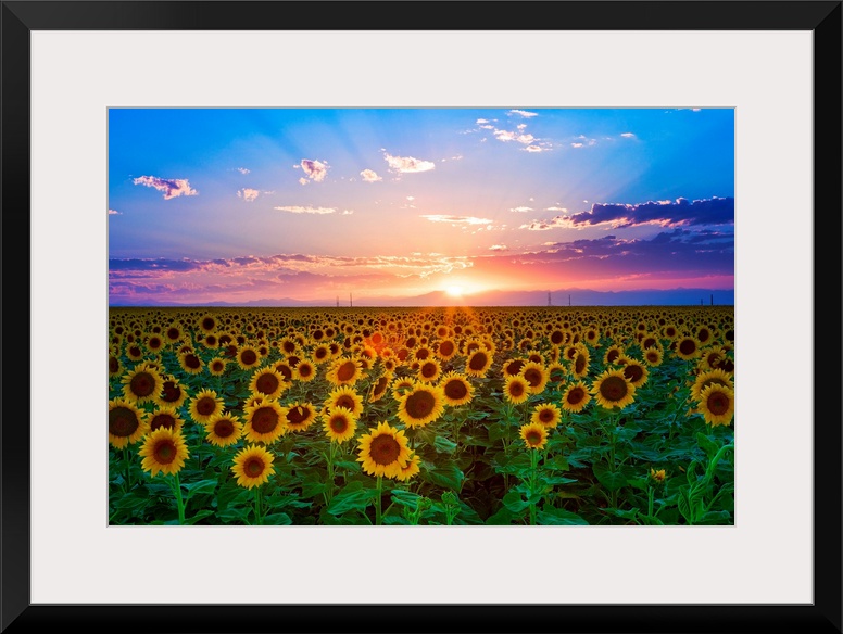 The sun goes down over a field of flowers in this landscape photograph wall art for the home or office.