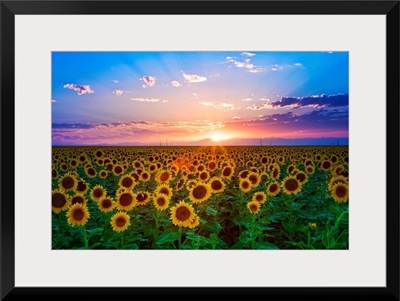 Sunset from sunflower field on eastern plains of Colorado, near Denver.