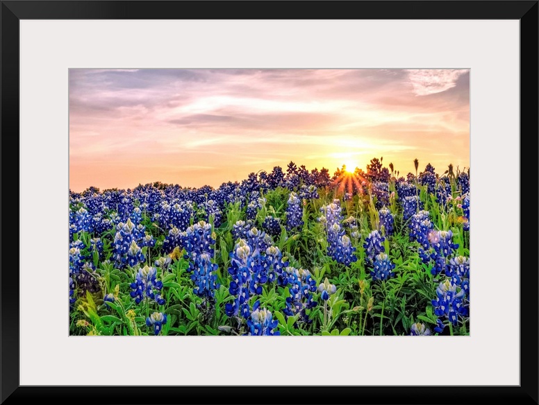 Texas Bluebonnets at Sunset.