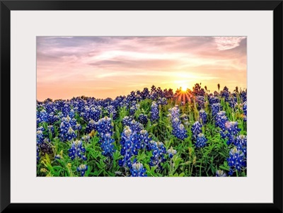 Texas Bluebonnets At Sunset