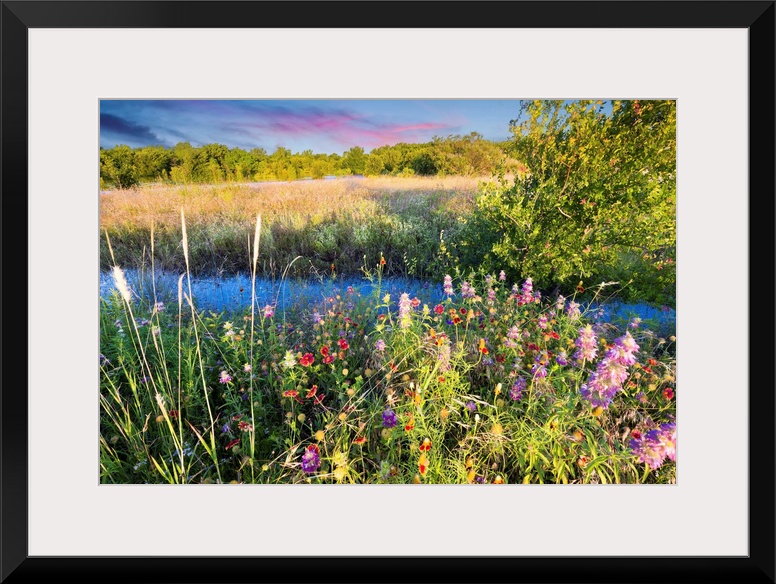 Colorful Texas wildflowers in early dawn light after severe spring flooding,