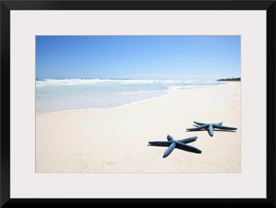 Two blue starfish at water's edge on tropical beach, Riviera Maya