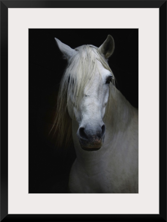 White horse in shadow