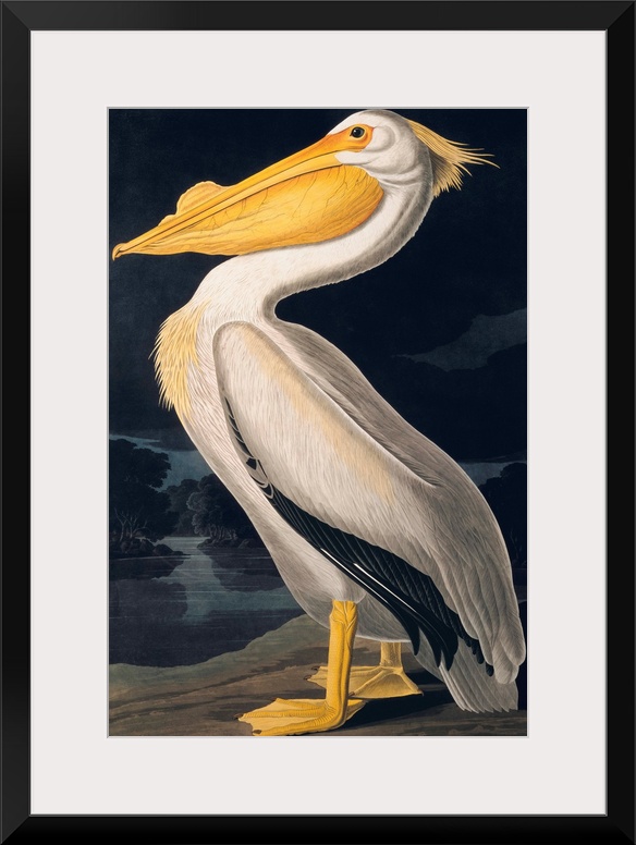 Birds of N America II, JJ Audubon