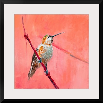 Hummingbird 3