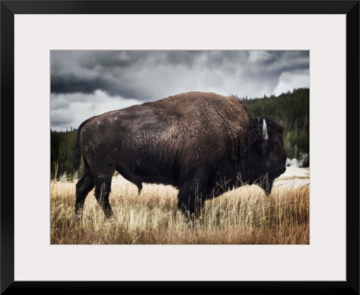 Yellowstone Bison