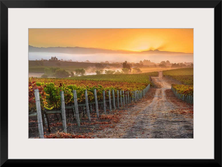 Vineyard Sunrise