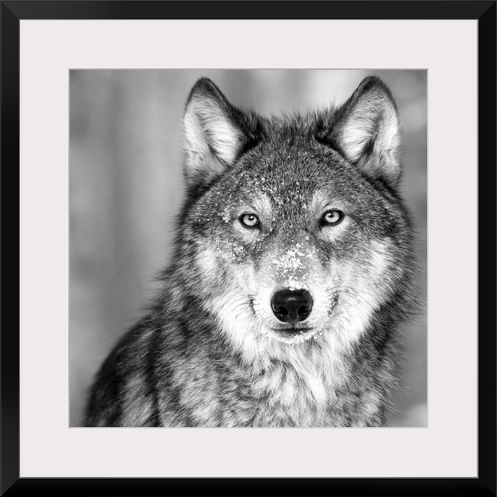 Black and white square image of a wolve in the snow.