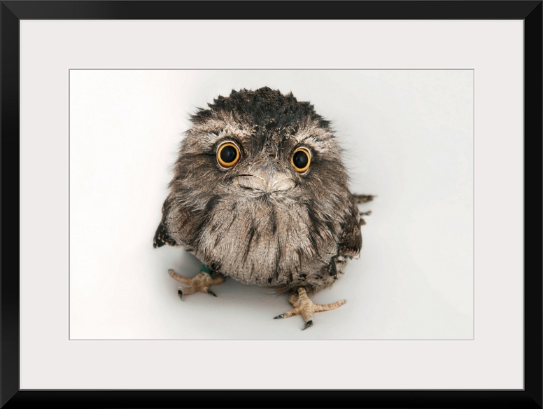 A tawny frogmouth owl, Podargus strigoides, at the Fort Worth Zoo.