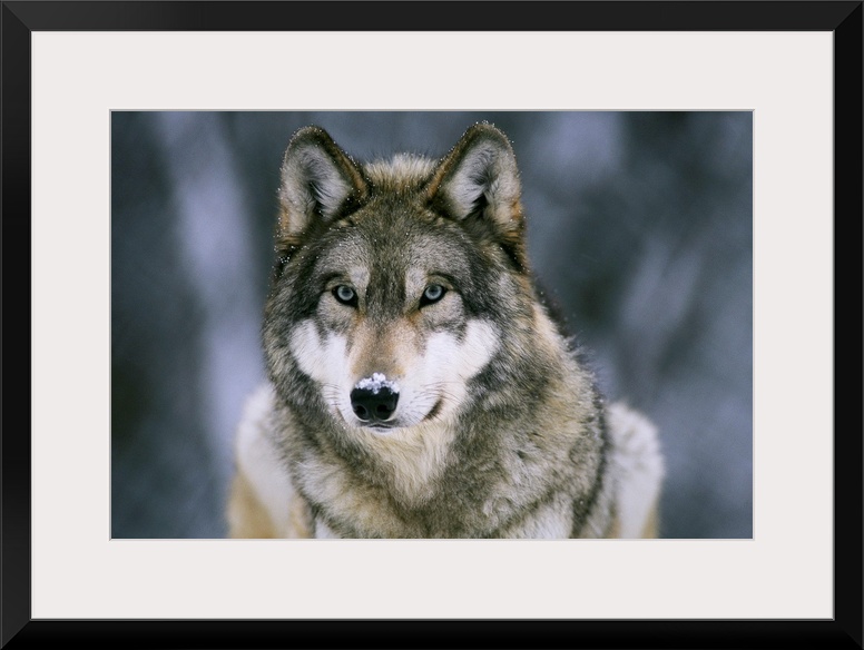 Large horizontal photograph of a gray wolf with a light dusting of snow on its face, at the International Wolf Center in E...