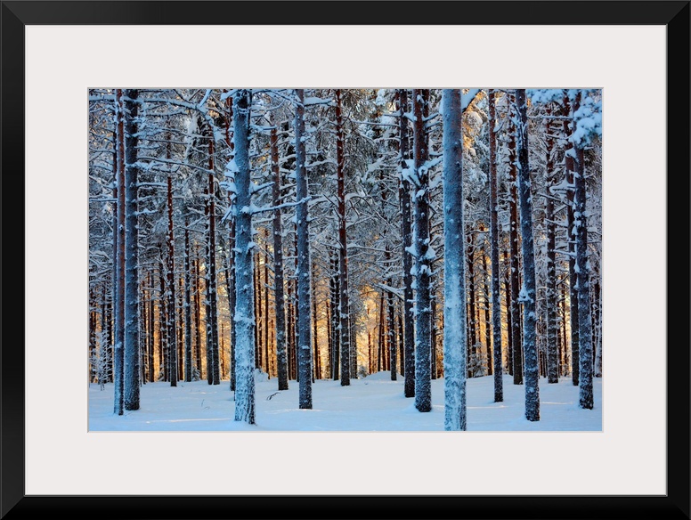 Lapland Woods In Winter At Sunset, Kuusamo, Finland