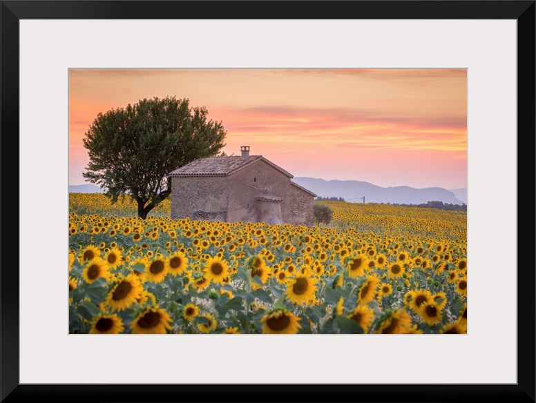 Provence, Valensole Plateau, France, Europe. Lonely farmhouse in a field full of sunflowers, lonely tree, sunset.