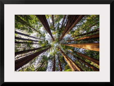Towering Giant Redwoods, Muir Woods National Monument, California, Usa