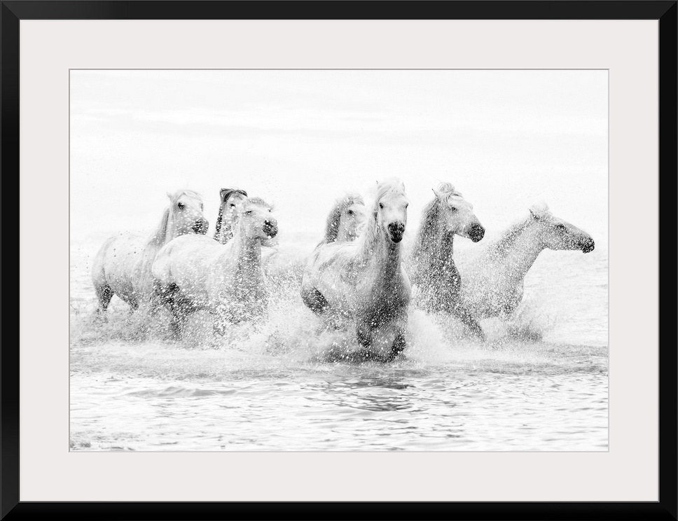 White horses of Camargue running through the water, Camargue, France
