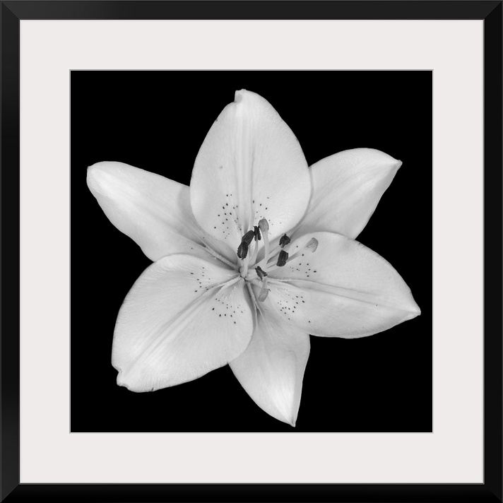 A single flower blossom on a dark backdrop in this square photographic wall art.