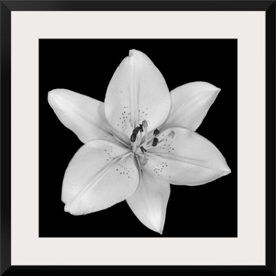 Asiatic Lily