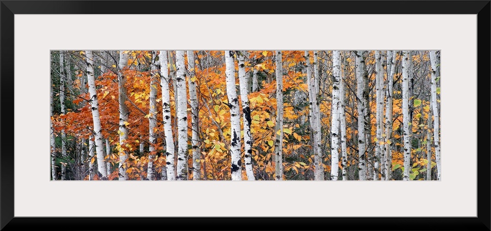 Panoramic photograph of tall bare lightly colored tree barks surrounded by autumn foliage in Ontonagon County, Michigan.